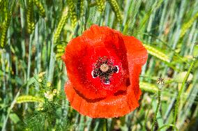 Papaver rhoeas, common poppy, corn poppy, corn rose, field poppy, Flanders poppy, red poppy