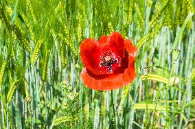 Papaver rhoeas, common poppy, corn poppy, corn rose, field poppy, Flanders poppy, red poppy