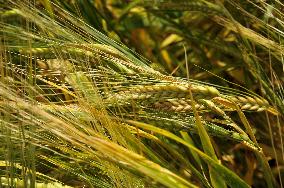 ripening barley (Hordeum)