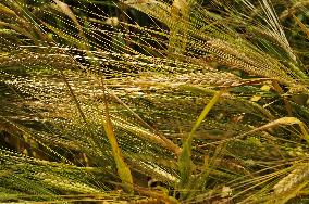 ripening barley (Hordeum)