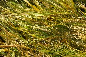 ripening barley (Hordeum)