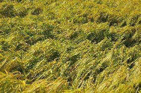 ripening barley (Hordeum)