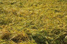 ripening barley (Hordeum)