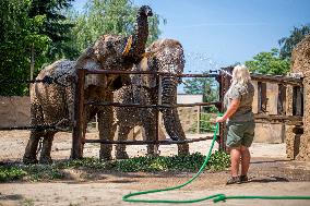 African bush elephant (Loxodonta africana), elephants, shower of water