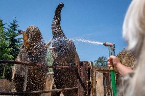 African bush elephant (Loxodonta africana), elephants, shower of water
