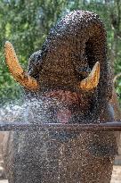 African bush elephant (Loxodonta africana), shower of water