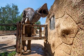 African bush elephant (Loxodonta africana), shower of water