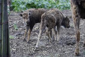 European bison (Bison bonasus), wisent, European wood bison, calf