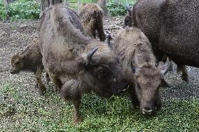 European bison (Bison bonasus), wisent, European wood bison, calf