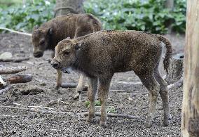 European bison (Bison bonasus), wisent, European wood bison, calf