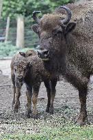 European bison (Bison bonasus), wisent, European wood bison, calf