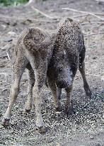 European bison (Bison bonasus), wisent, European wood bison, calf