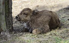 European bison (Bison bonasus), wisent, European wood bison, calf