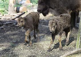 European bison (Bison bonasus), wisent, European wood bison, calf