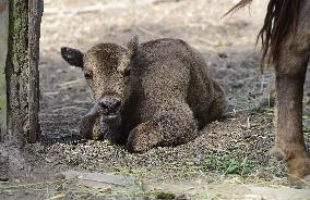 European bison (Bison bonasus), wisent, European wood bison, calf