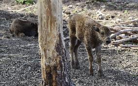 European bison (Bison bonasus), wisent, European wood bison, calf