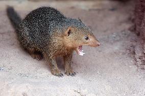 common dwarf mongoose (Helogale parvula)