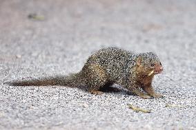 common dwarf mongoose (Helogale parvula)