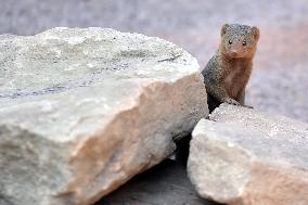 common dwarf mongoose (Helogale parvula)