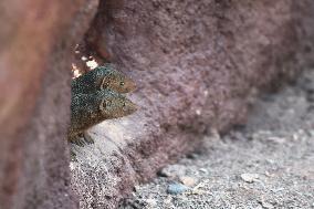 common dwarf mongoose (Helogale parvula)