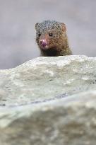 common dwarf mongoose (Helogale parvula)