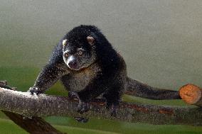 sulawesi bear cuscus, sulawesi bear phalanger (Ailurops ursinus)