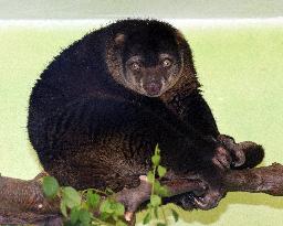 sulawesi bear cuscus, sulawesi bear phalanger (Ailurops ursinus)