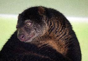 sulawesi bear cuscus, sulawesi bear phalanger (Ailurops ursinus)