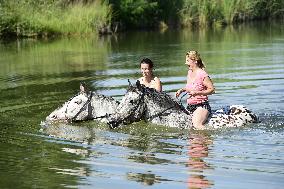horse swimming, horse women, woman