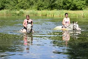 horse swimming, horse women, woman
