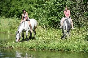 horse swimming, horse women