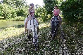 horse swimming, horse women, woman