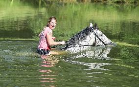 horse swimming, horse women, woman