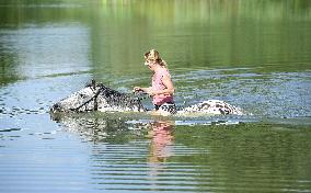 horse swimming, horse women, woman