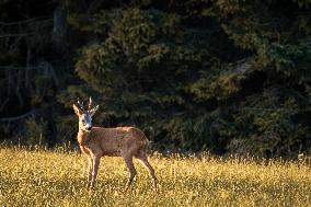 Deer, meadow, forest