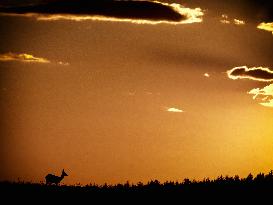 Doe, silhouette, sunset, cloud, horizon