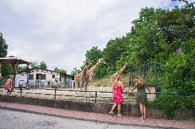 Rothschild's Giraffe herd, Giraffa camelopardalis rothschildi