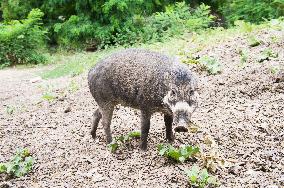 Negros (Visayan) Warty Pig, Sus cebifrons negrinus