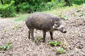Negros (Visayan) Warty Pig, Sus cebifrons negrinus