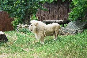 white South African Lion male, Transvaal Lion, Panthera leo krugeri