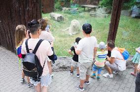 tourists, children, white South African Lion male, Transvaal Lion, Panthera leo krugeri