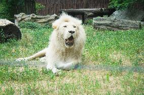 white South African Lion male, Transvaal Lion, Panthera leo krugeri