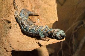 Ornate Mastigure, Uromastyx ornata