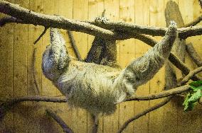 Southern Two-toed Sloth, Choloepus didactylus