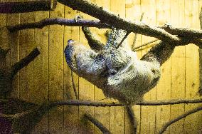 Southern Two-toed Sloth, Choloepus didactylus