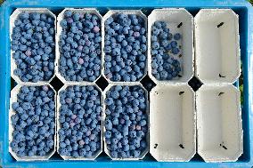 Canadian blueberries harvest