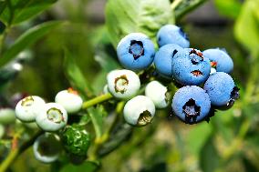 Canadian blueberries harvest