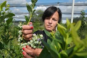 Canadian blueberries harvest