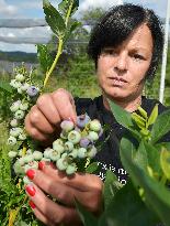 Canadian blueberries harvest