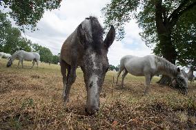 The Kladruby nad Labem national stud, UNESCO